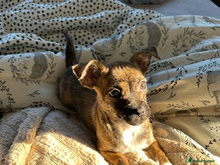 Mixed Breed dogs 4 month old Mini puppy - Advert 1