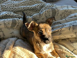 Mixed Breed dogs 4 month old Mini puppy - Advert 6