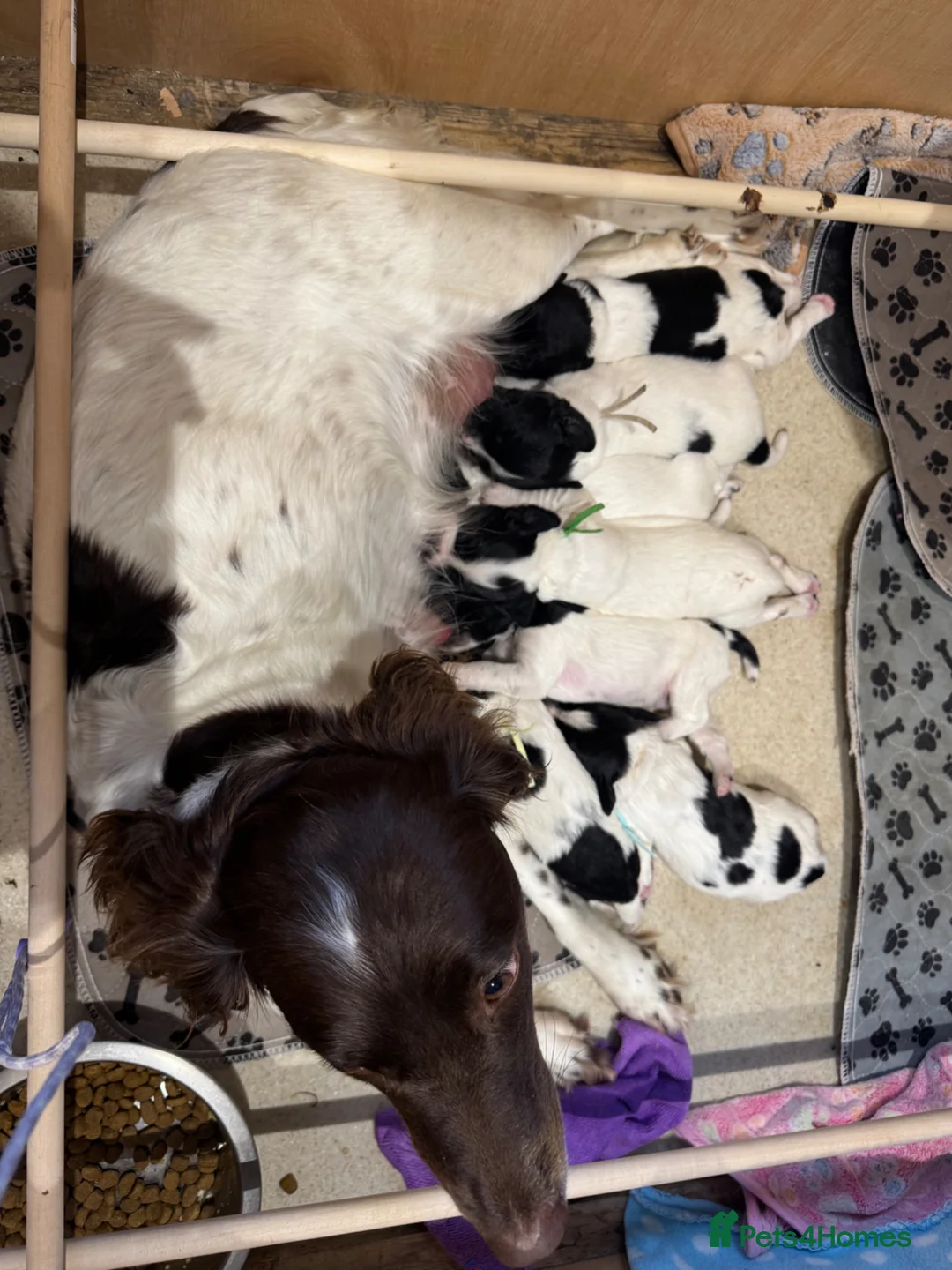 English Springer Spaniel dogs for sale: Springer spaniel puppies KC registered - Advert 2