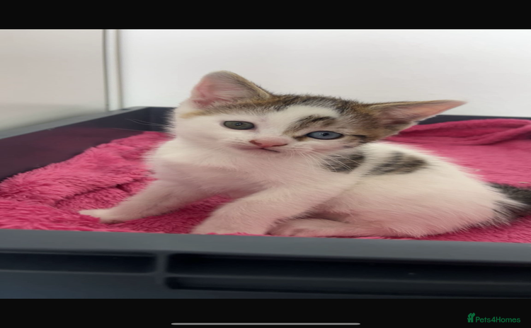 Mixed Breed cats - Advert 2