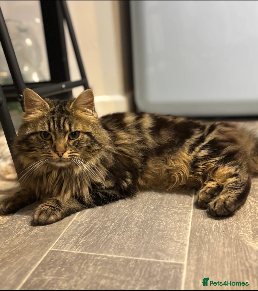 Ragdoll cats for sale: 2 Male and 1 female Ragdoll Kittens Ready Now!! - Advert 2