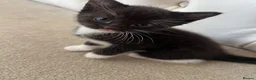 Mixed Breed cats for sale: Beautiful Half Bengal Kittens.  in Hailsham - Advert 3