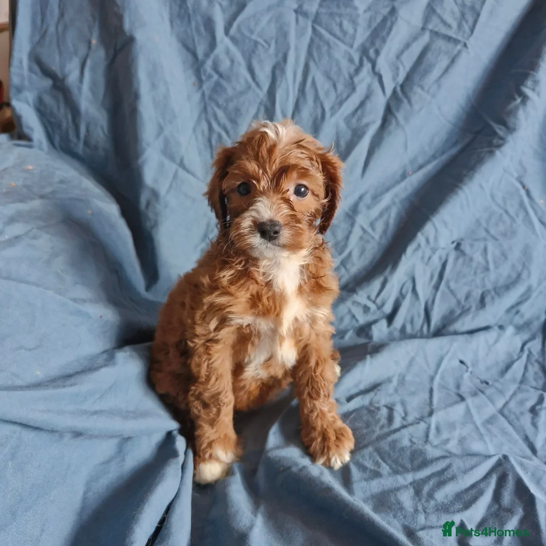 Cavapoo dogs for sale: Cavapoo puppies  - Advert 12