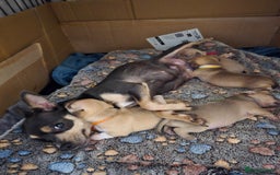 Chihuahua dogs for sale: Chihuahua pedigree pups. Not KC. - Image 3