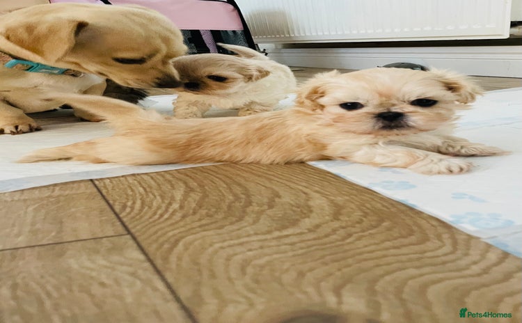 Shih Tzu dogs - Advert 1