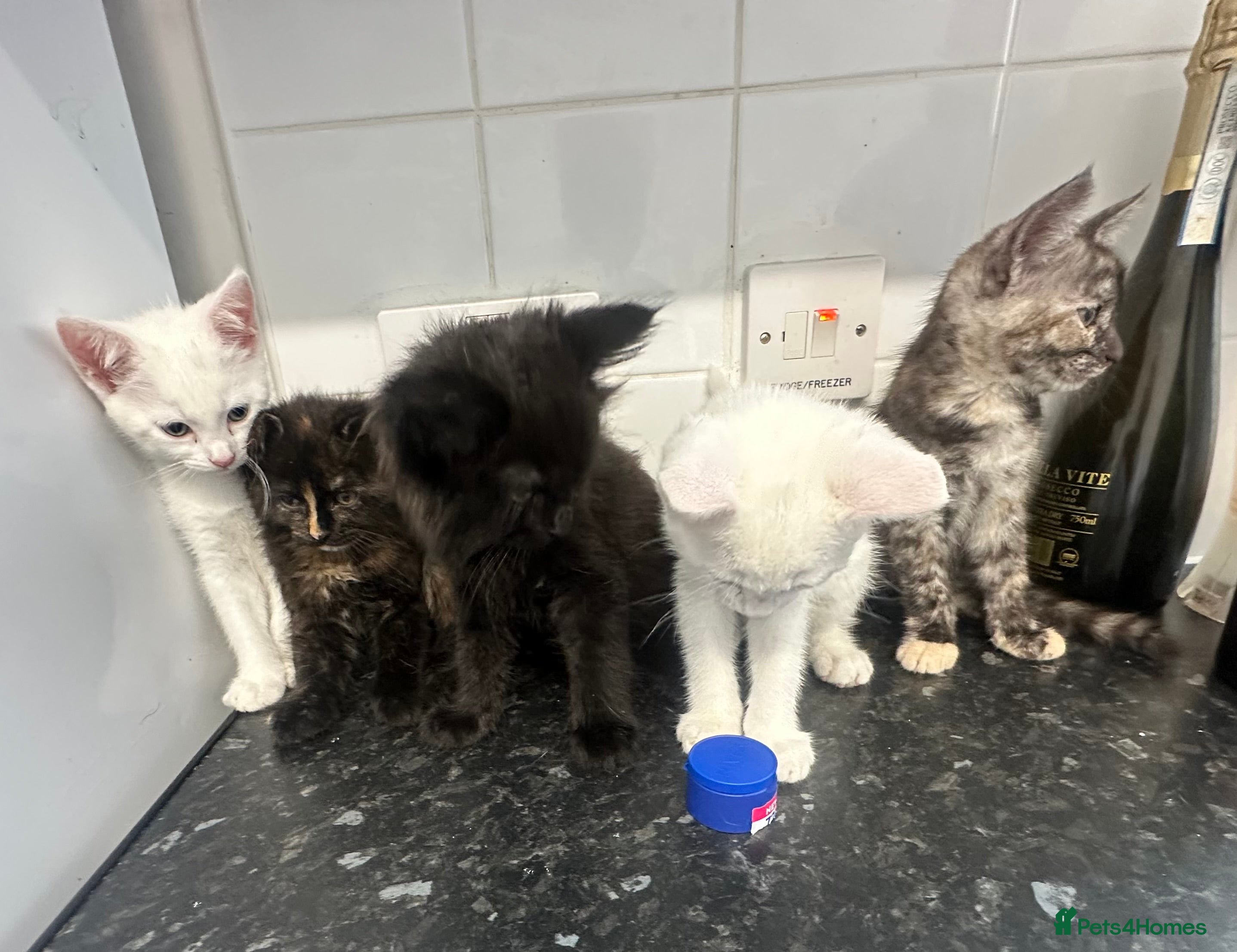 British Longhair cats 4 kittens available  - Advert 11