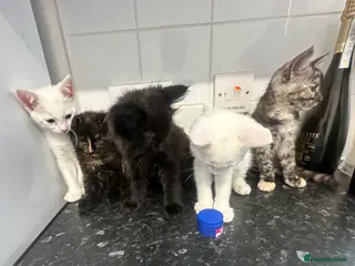 British Longhair cats 4 kittens available - Advert 11