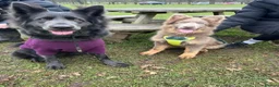 German Shepherd dogs for sale: Isabella german shepherd puppies  - Advert 16