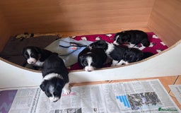 Border Collie dogs for sale: Beautiful working/Pet Collie pups - Image 4