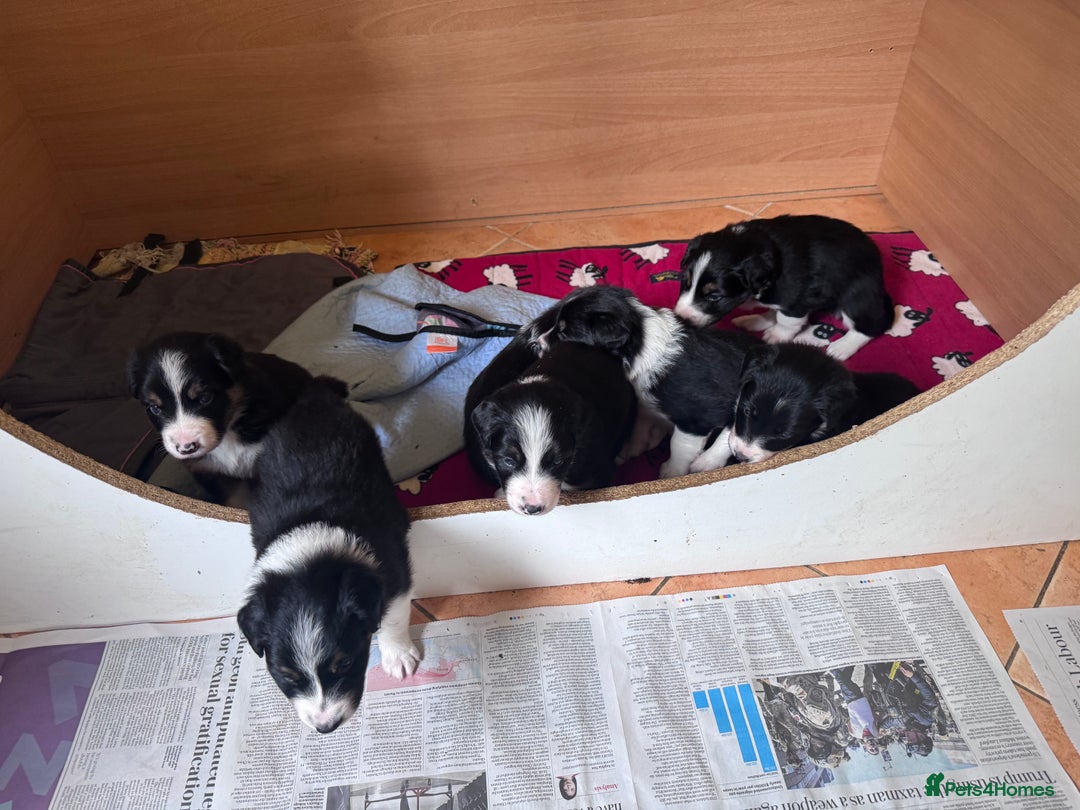 Border Collie dogs for sale: Beautiful working/Pet Collie pups - Image 4