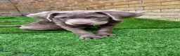 Labrador Retriever dogs for sale: Re homing dog  - Advert 3