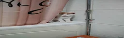 Mixed Breed cats for sale: Two ginger and white kittens  - Advert 11