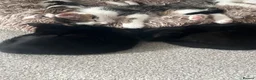 Mixed Breed cats for sale: 4 kittens  - Advert 21