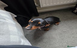 Miniature Dachshund dogs for sale: Miniture dachshund  - Image 2