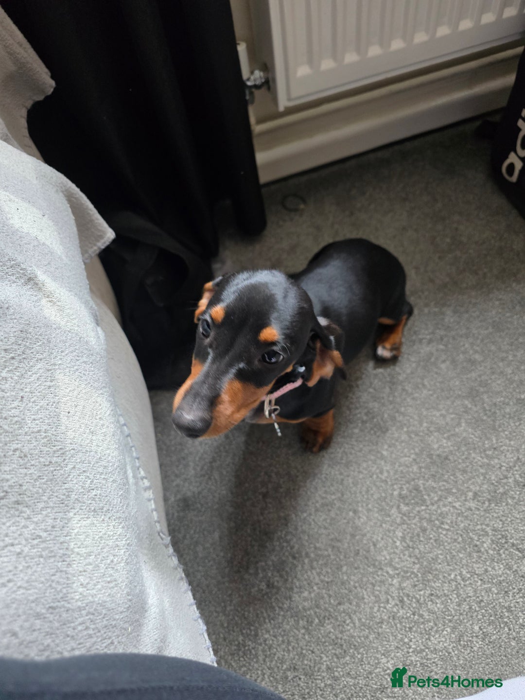 Miniature Dachshund dogs for sale: Miniture dachshund  - Image 2