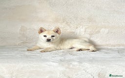 Siberian Husky dogs for sale: Stunning exotic colour chowsky puppies for sale  - Image 33