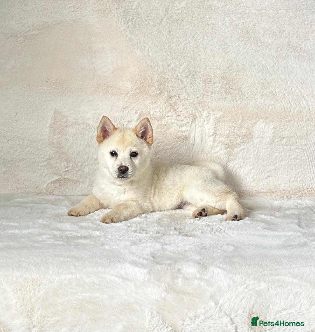 Siberian Husky dogs for sale: Stunning exotic colour chowsky puppies for sale  - Image 33
