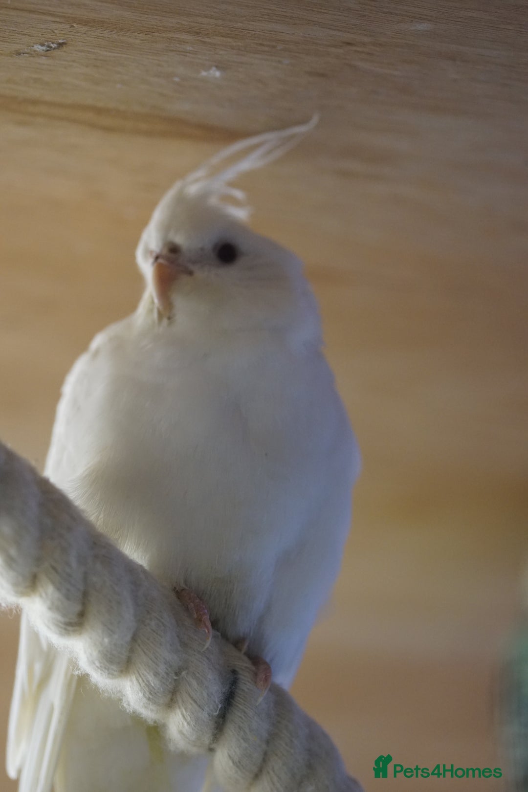Cockatiels birds for sale: Cockatiels Mixed Genders  - Advert 16