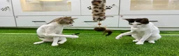 Mixed Breed cats for adoption: [Indoors Only] Yuki & Suki - Adorable Siblings - Advert 14