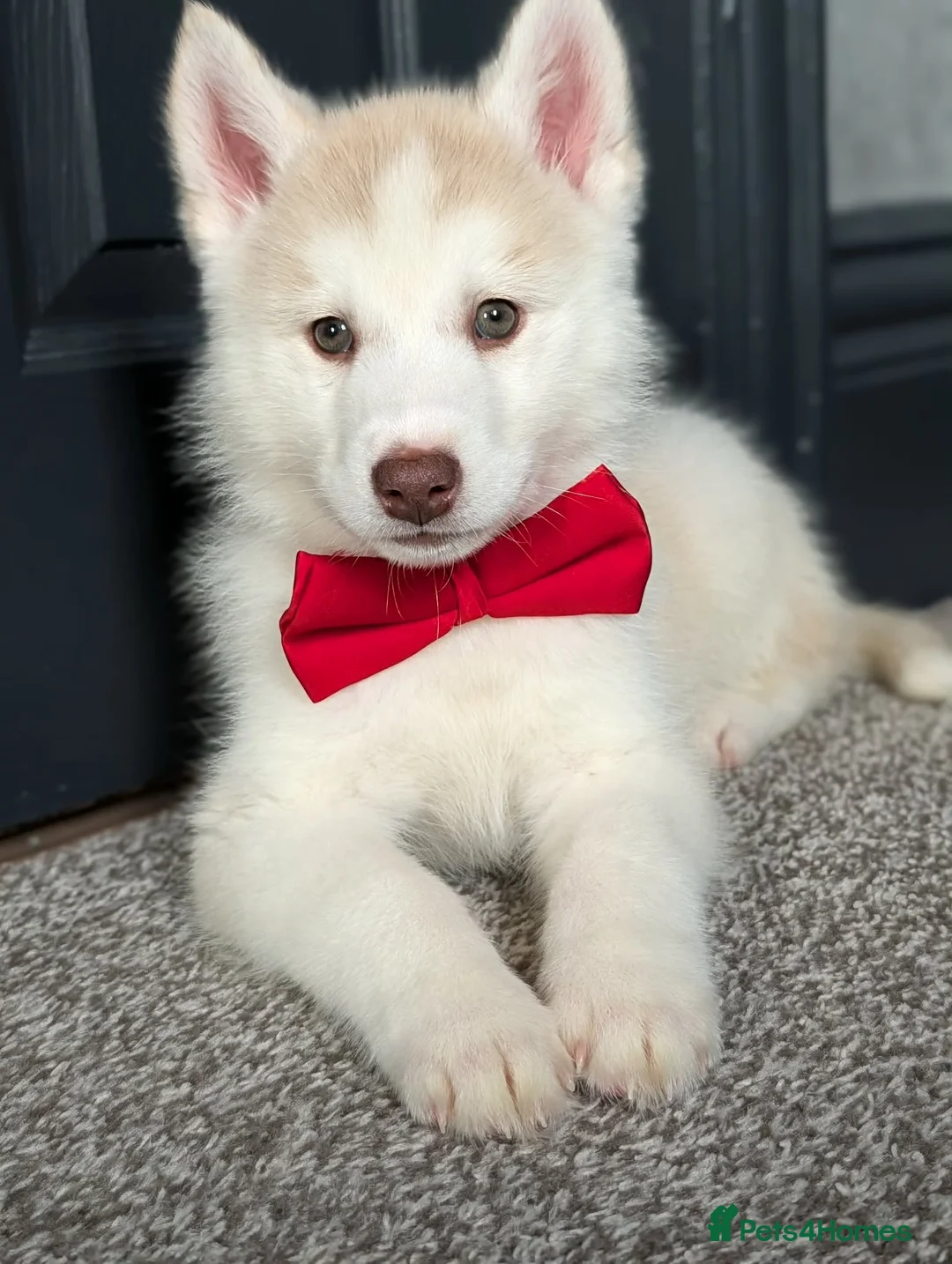 Siberian Husky dogs for sale: 6 beautiful Siberian Huskies  1 available  - Advert 2