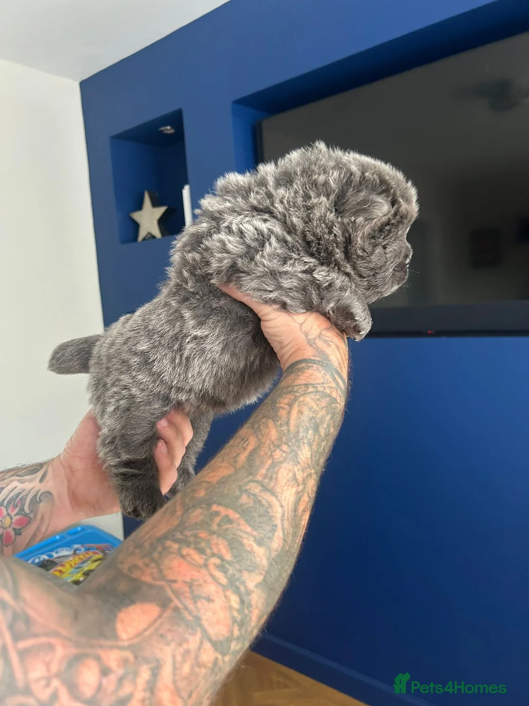 Chow Chow dogs for stud: Sire JIMMY , rainbow producer . in Gloucester - Advert 6