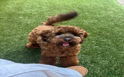 Cockapoo dogs for stud: Miniature Cockapoo Stud Dog - Image 3