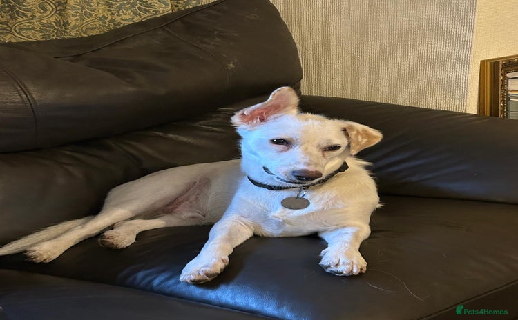 Mixed Breed dogs Chance  - Advert 2