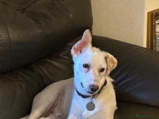 Mixed Breed dogs Chance - Advert 1