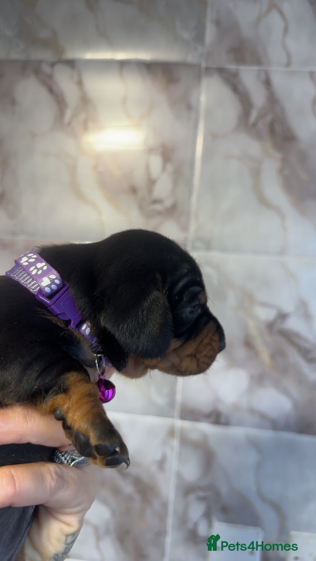 Dachshund dogs for sale: Lovely little Dashound puppies - Advert 19