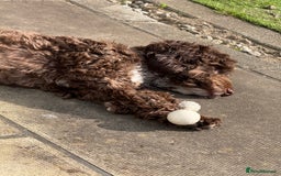 Cockapoo dogs for sale: Cocoa Bean Cockapoo  - Advert 5