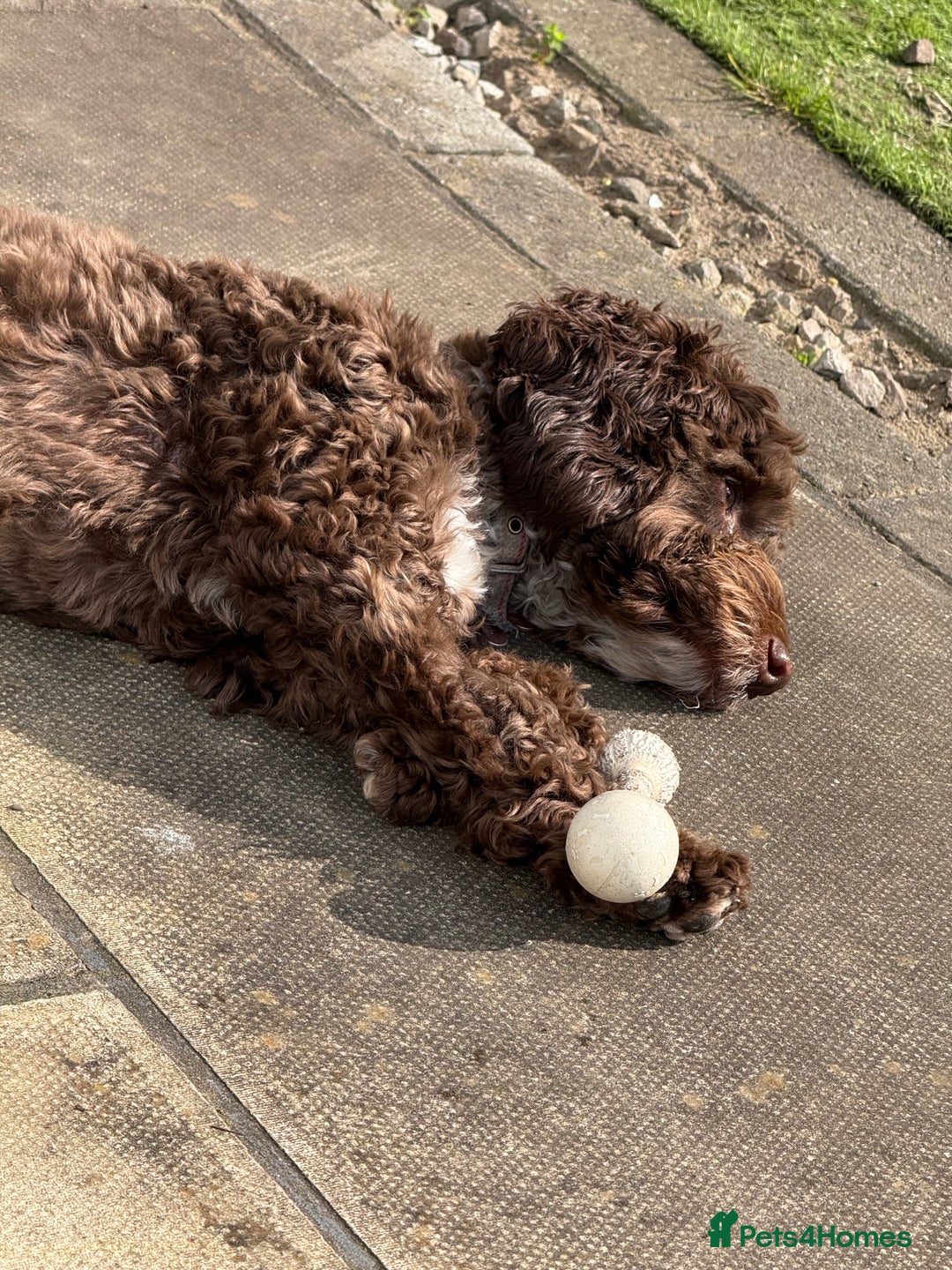 Cockapoo dogs for sale: Cocoa Bean Cockapoo  - Advert 5