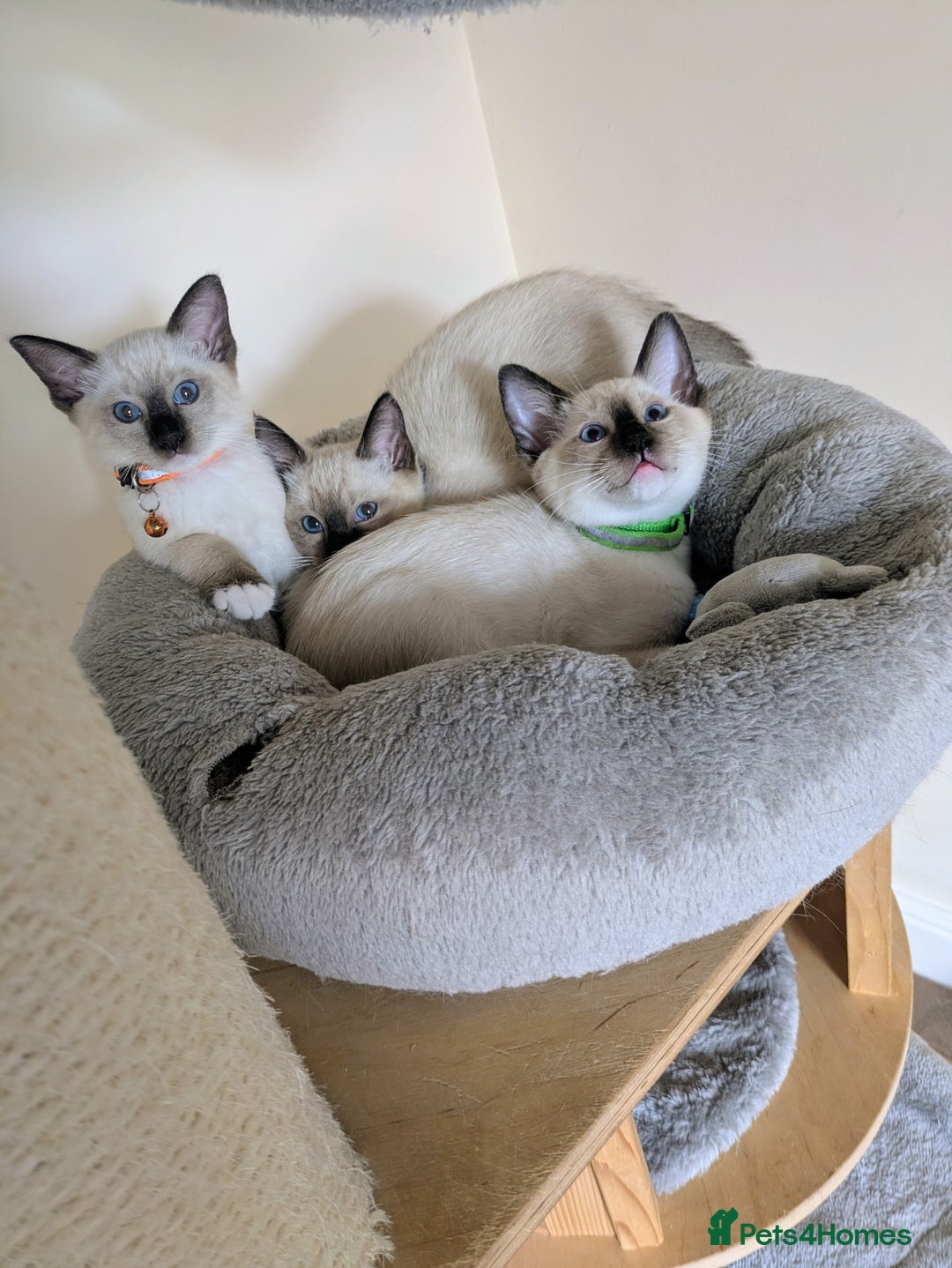 Ragamese cats for sale: 💎 🐾 🧡 Female Ragamese Kitten 🧡 🐾 💎 - Image 11