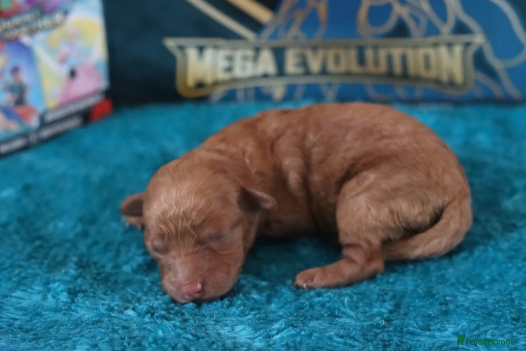 Maltipoo dogs for sale: 4 Maltipoo Puppies - 2 Apricot Girls & 2 Red Boys - Advert 16