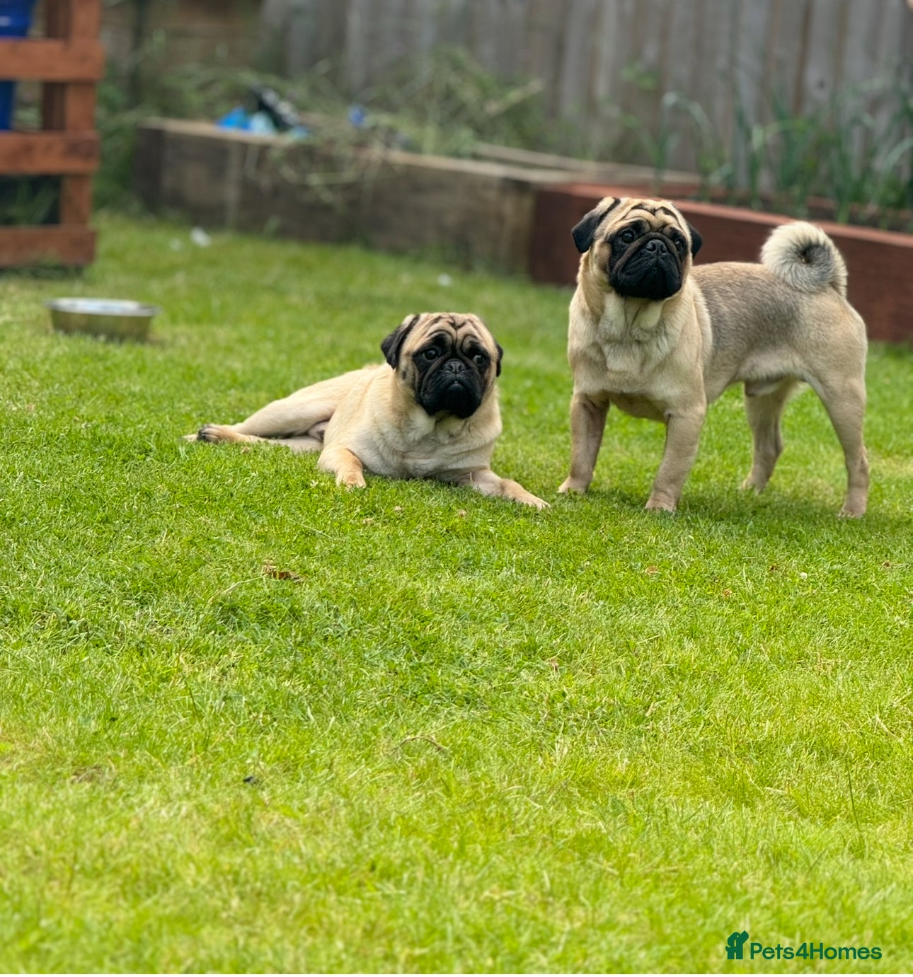 Pug dogs Two Pug Brothers looking for forever home  - Advert 2