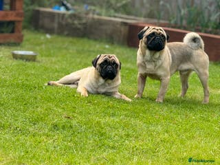 Pug dogs Two Pug Brothers looking for forever home - Advert 2