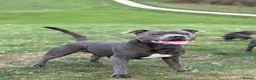 Staffordshire Bull Terrier dogs for sale:  Blue Staffordshire Bull Terrier Puppies Available - Advert 5