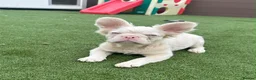 French Bulldog dogs for sale: Make & Female French Bulldog Puppies  - Advert 2