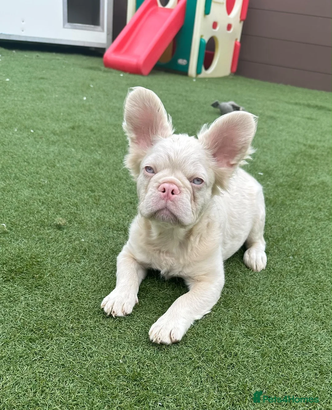 French Bulldog dogs for sale: Make & Female French Bulldog Puppies  - Advert 2