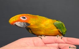 Conures birds for sale: Handreared Small Conures, Sun & Patagonian conures - Image 6