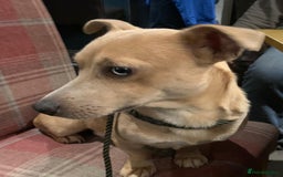 Jack Russell dogs for sale: Exceptional litter of miniature Jack RussellS - Image 24