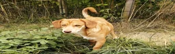 Mixed Breed dogs for adoption: 💙PRINCE💙 7 mo old affectionate small puppy boy in Coventry - Advert 10