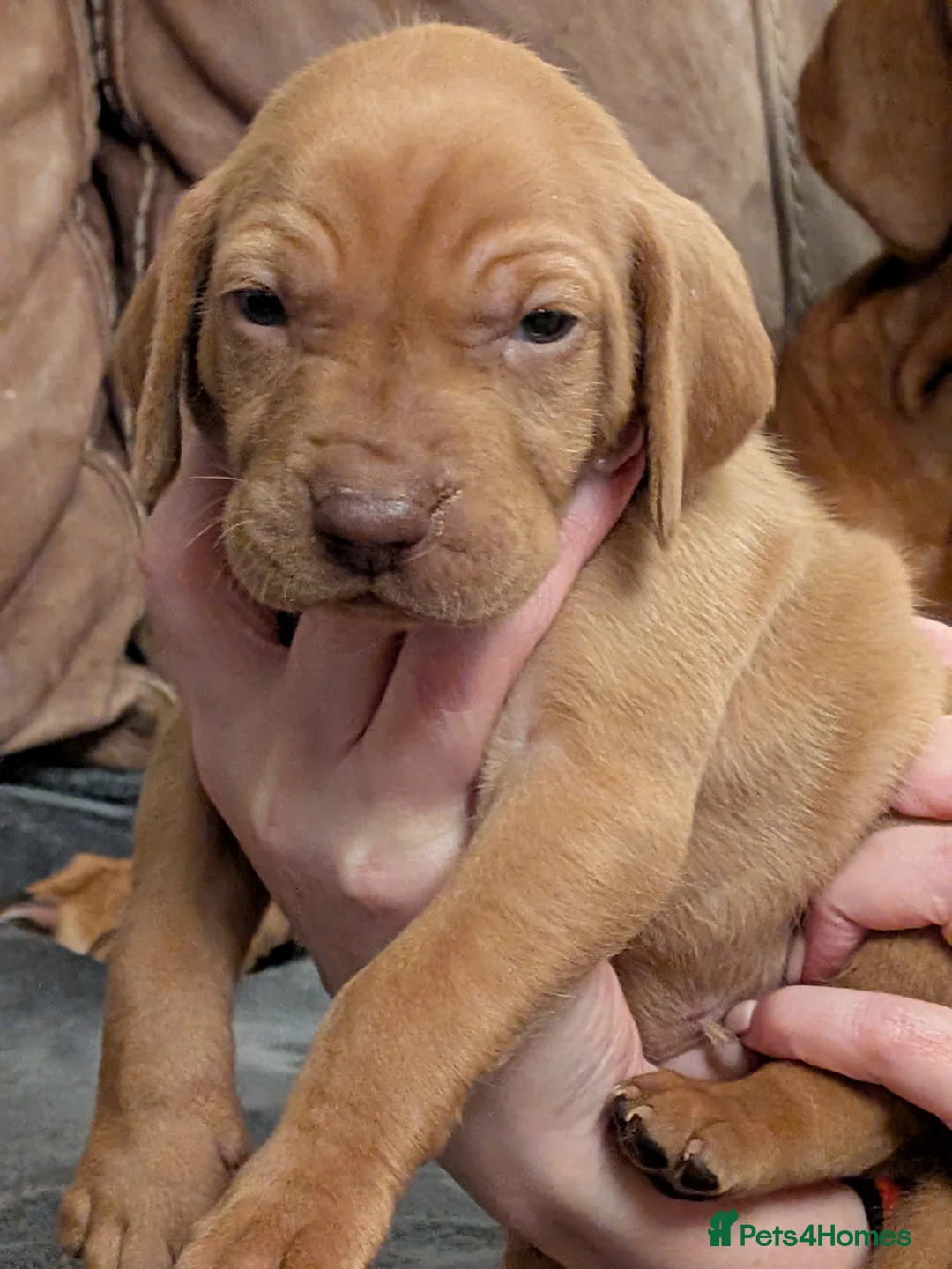 Hungarian Vizsla dogs for sale: Hungarian Vizla puppies  - Advert 6