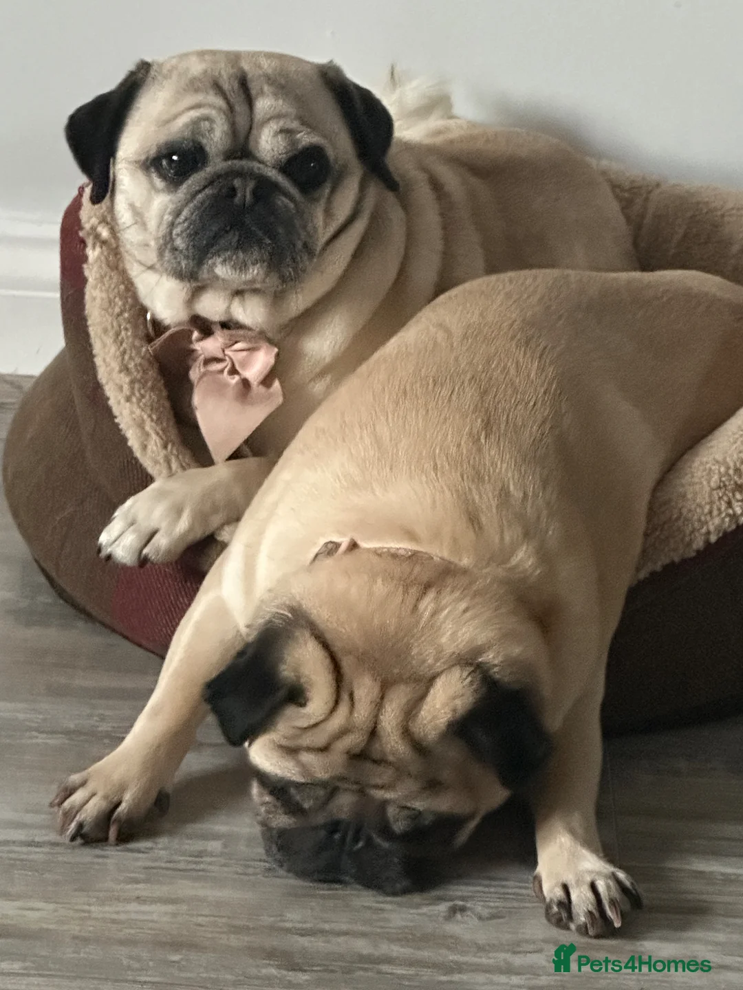 Pug dogs for sale: Beautiful female Pug for sale  in Pontefract - Advert 4