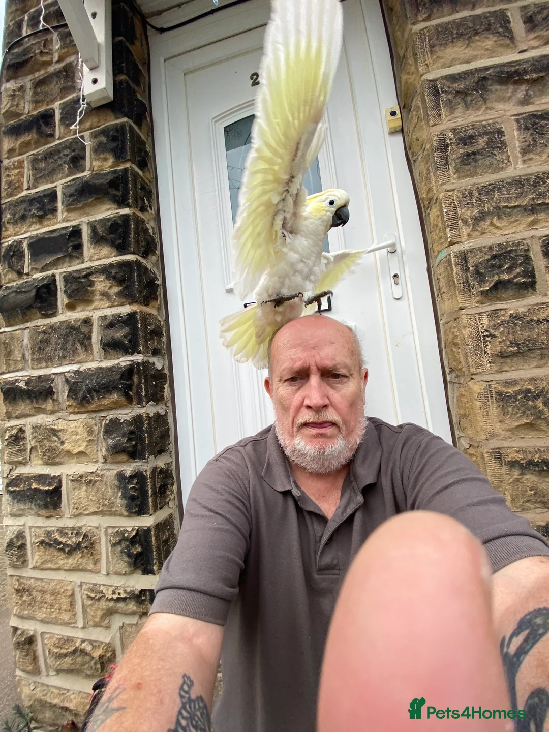 Cockatoo birds for sale: Lesser crested Cocatoo - Advert 2