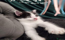 Mixed Breed cats for sale: Beautiful X Mainecoon babies  - Image 5