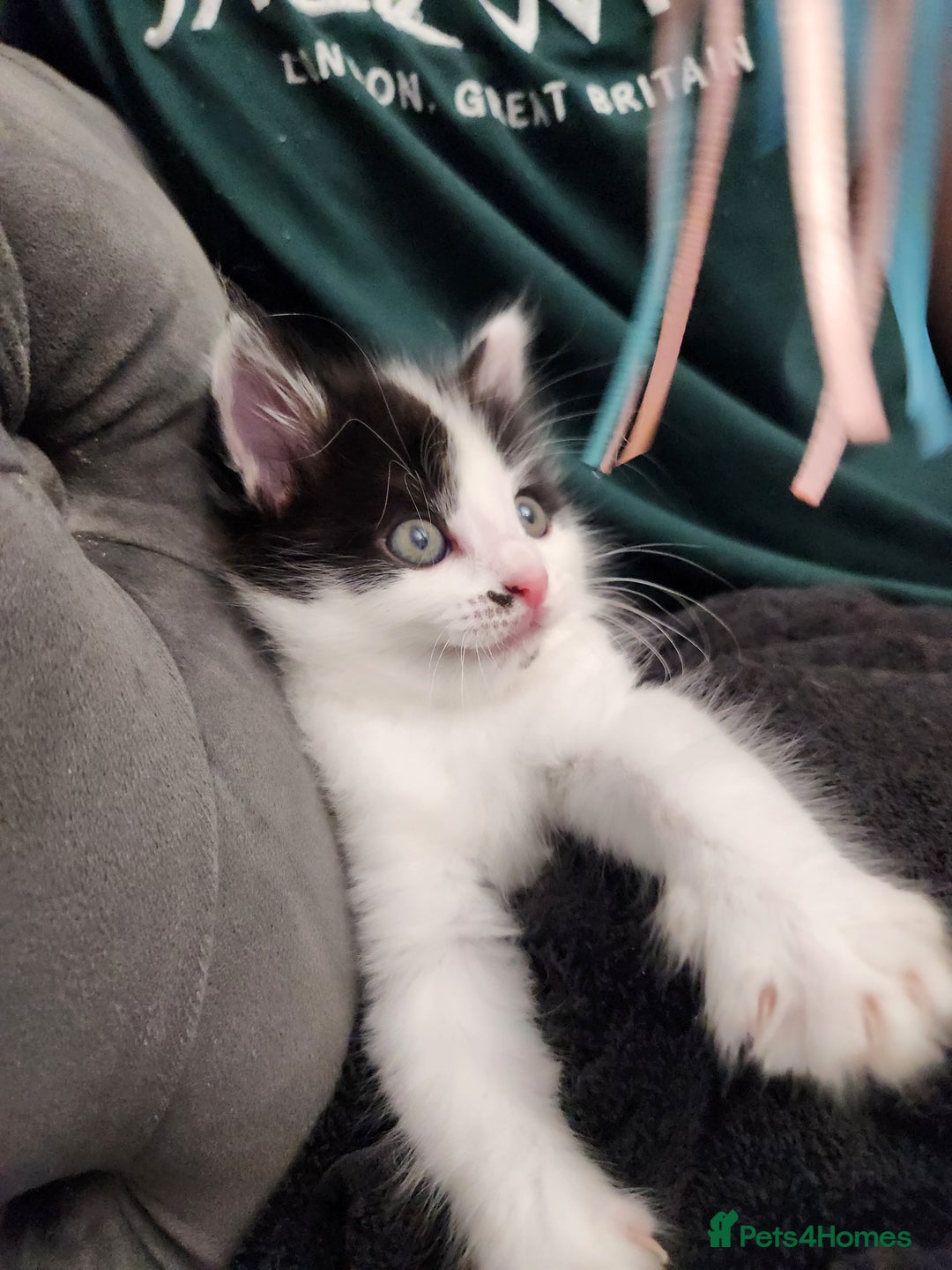 Mixed Breed cats for sale: Beautiful X Mainecoon babies  - Image 5