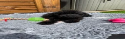Cockapoo dogs for sale: Tiny Toy F1B Cockapoos. FULLY VAX’D! LAST 2 BOYS!! - Advert 26