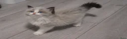 Ragdoll cats for sale: Champion European R-Bloodline Ragdoll Kittens - Advert 14