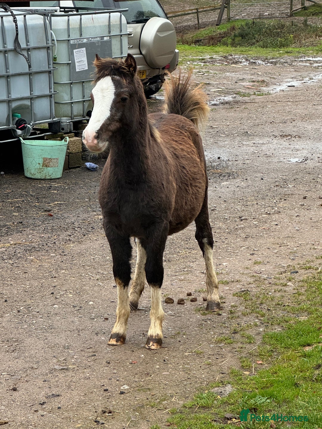 Welsh Section A horses for sale: Homes saught for the Welsh Babies  - Advert 4