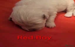 Mixed Breed dogs for sale: Golden Shepherd puppies  - Image 19